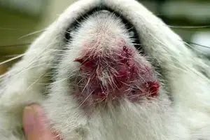 Feline_chin_acne-min