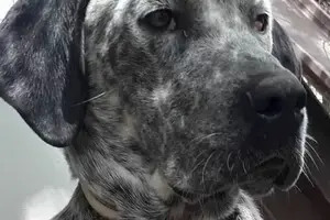 31772989_1687092021326418_7930812714434166784_n