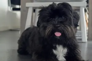 dog-2006432_1920-min