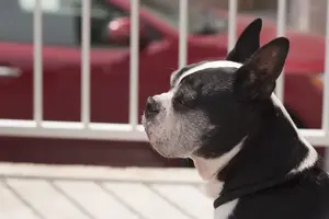 dog-3407539_1920-min