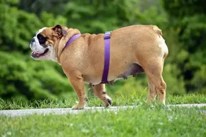 english-bulldog-2642967_1920