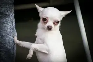 chihuahua-2137934_1920-min