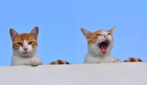 5173363938_8590517a8d_o(1)