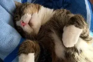 cat-2092293_1920-min