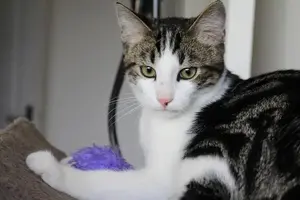 cat-1686808_1920-min