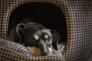 dog-1950413_1920-min