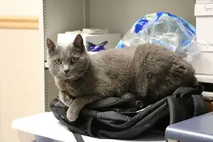 cat-1099134_1920-min