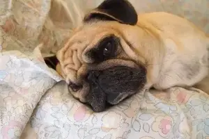 falsa gravidanza cane piange