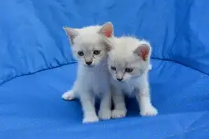 kittens-2724669_1920-min