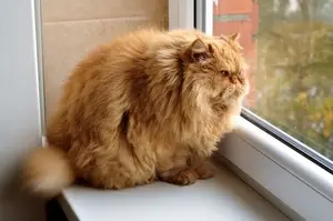 Allarme-diabete-gatti-min