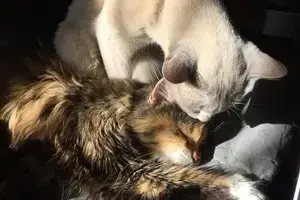 friends-1121528_960_720-min