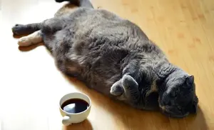 cat-1351612_1920 (1)-min (2)