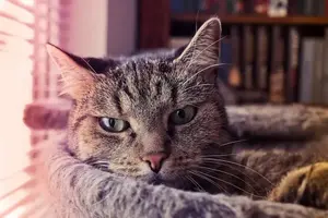 animal-3798162_1920-min