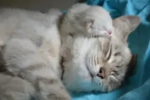 kitten-with-mom-2633283_640-min