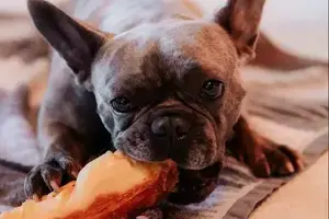 i cani possono mangiare il mango