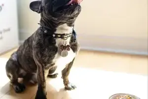 i cani possono mangiare il sedano