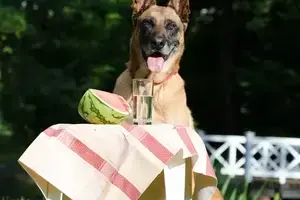 i cani possono mangiare l'anguria