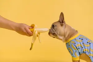 i cani possono mangiare le banane