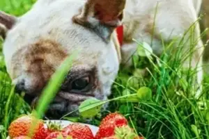 i cani possono mangiare le fragole