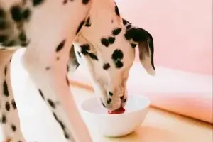 i cani possono mangiare le pesche