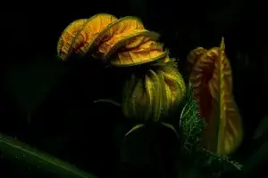 i cani possono mangiare le zucchine