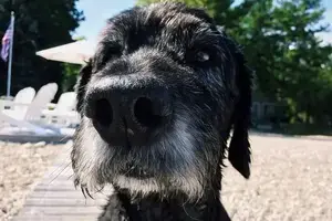 dog-2546062_1920-min