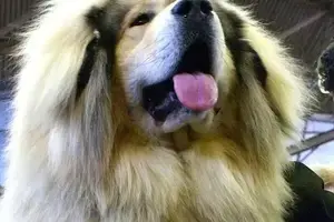 Tibetan_Mastiff_(12486392905)-min