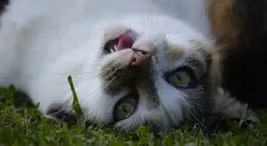 cat-2406507_1920-min