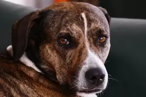 dog-3784758_1920-min