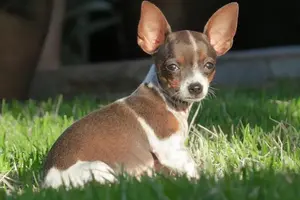 dog-3712335_1920-min