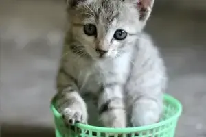 kitten-390447_1920 - Copia