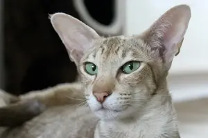 pulire orecchie gatto