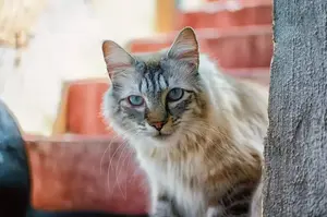 cat-2783626_1920-min (1)