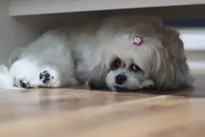 Shih_tzu