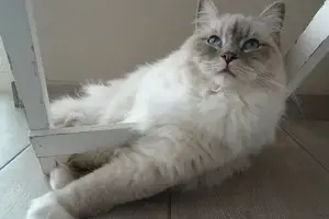 sterilizzazione gatta