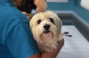 dog-1912874_1920-min