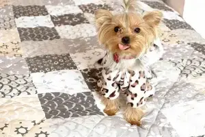 Yorkshire_Terrier_-min