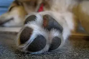 paw-697837_1920 (1)-min (2)