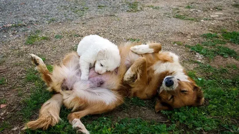 Aborto spontaneo nel cane