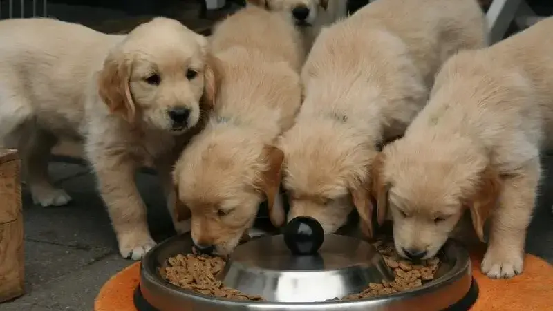 alimentazione-cucciolo