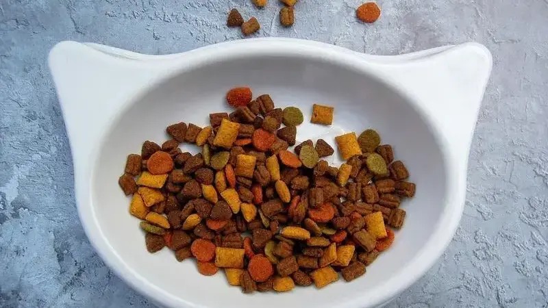 alimentazione del gatto