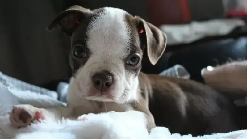 boston terrier