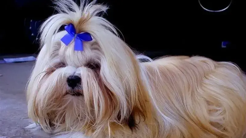 Lhasa Apso