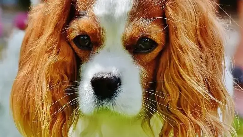 spaniel