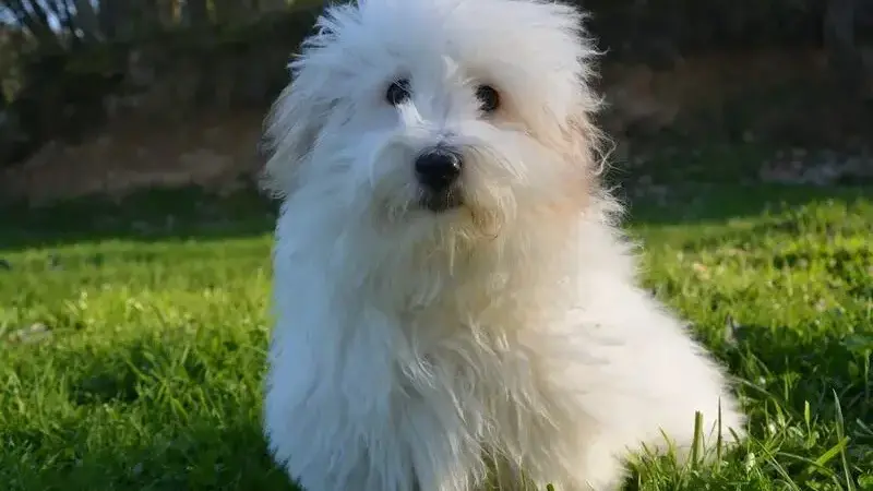 coton de tulear