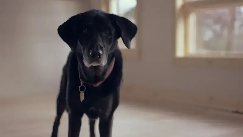 senior-dog-1149760_1920