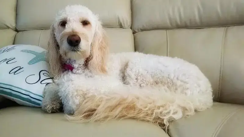 dog-3243687_1920-min (1)