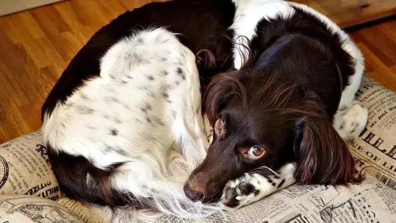 dog-3551182_1920-min