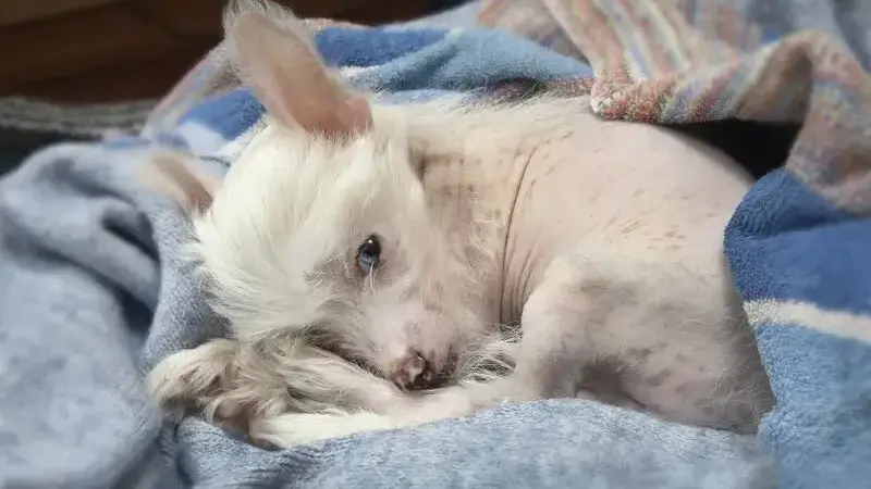 puppy-1684821_1920-min