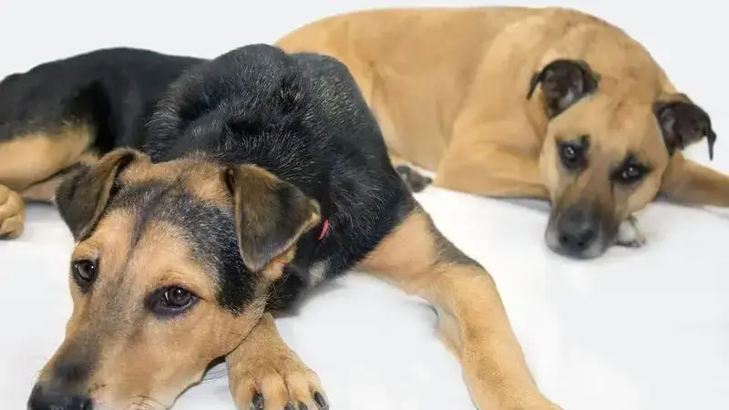 cosa dare al cane quando vomita